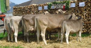 ZF Latina Rthlin Walti Kerns 78A